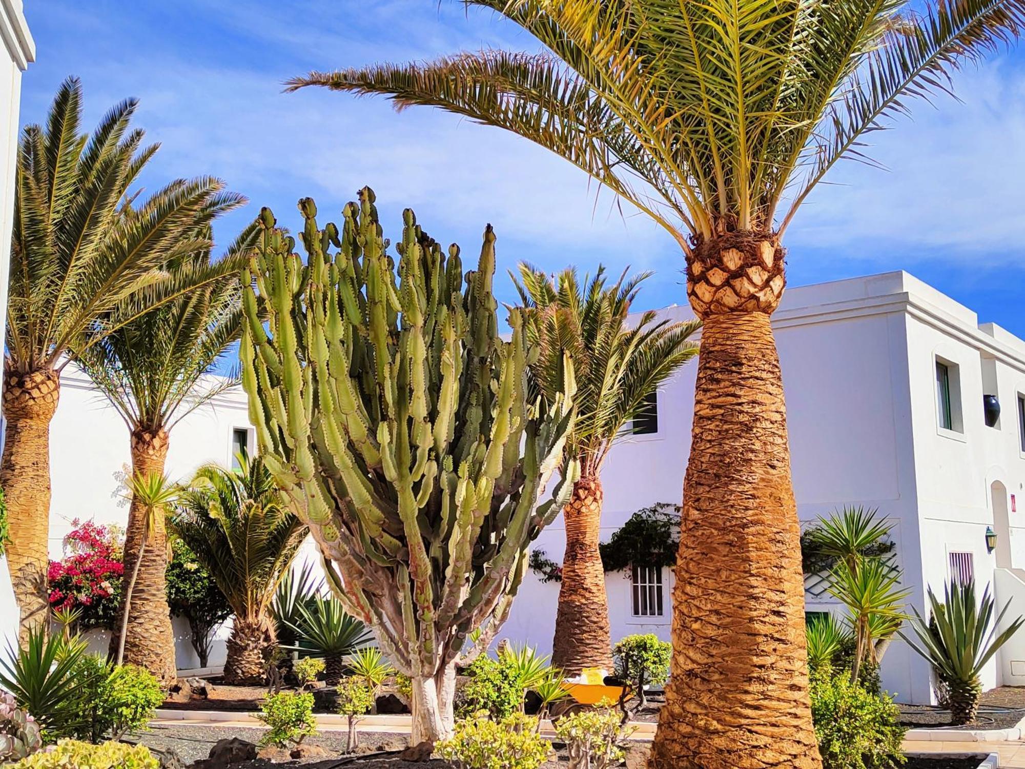 Flor De Las Dunas Pools Wifi Tennis Bikes For Free Κοραλέχο Εξωτερικό φωτογραφία
